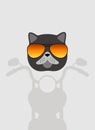 Portrait of cat, wearing glasses, like a motorcyclist, cool style, cosplay Royalty Free Stock Photo