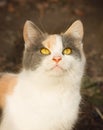 Portrait of a cat with yellow eyes. Yellow eyes cat close up.