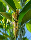 portrait of a caterpillar clinging to a branch of a citrus tree Royalty Free Stock Photo