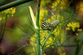 A portrait of a caterpillar on a green blade of grass between some yellow flowers. When it grows up it will be a koninginnenpage