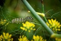 A portrait of the caterpillar of a koninginnenpage butterfly on a green blade of grass between some yellow flowers