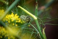 A portrait of the caterpillar of a koninginnenpage butterfly on a green branch between some yellow flowers