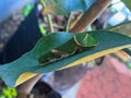 portrait of a caterpillar on a leaf of a citrus tree