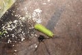 Caterpillar walking on a tree trunk.