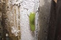 Caterpillar walking on a wall.