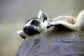 Portrait of a catta lemur close-up