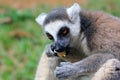 Portrait of a catta lemur close-up