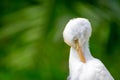 Portrait of a cattle egret in the blurred background Royalty Free Stock Photo