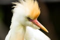 Portrait of Cattle Egret Royalty Free Stock Photo