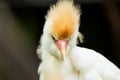 Portrait of Cattle Egret Royalty Free Stock Photo