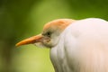 Portrait of Cattle Egret Royalty Free Stock Photo