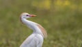 Portrait of Cattle Egret Royalty Free Stock Photo