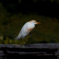 Portrait of a Cattle Egret in Golden Breeding Plumage Royalty Free Stock Photo