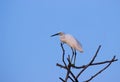 Portrait of The Cattle Egret on the tree against the blue sky in the background
