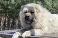 Portrait of a Caucasian Shepherd or North Caucasian Wolfhound