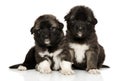 Portrait of Caucasian shepherd puppies