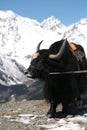 Portrait Of caucasian Yak With Mountain In Background