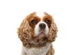 Portrait cavalier dog with big ears. Isolated on white background