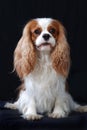 Portrait of a Cavalier King Charles Spaniel dog.