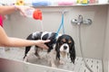 portrait of Cavalier King Charles spaniel dog taking shower with shampoo. dog takes bubble bath in an animal grooming