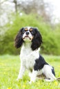 Portrait of a cavalier king charles spaniel