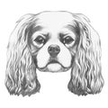 Portrait of Cavalier King Charles Spaniel.