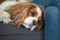 Portrait of a Cavalier King Charles Spaniel lying on a sofa whit his head next to the crossed legs of a person