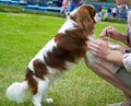 Portrait Cavalier King Charles Spaniel