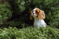Portrait Cavalier King Charles Spaniel puppy sit in green juniper. Red and white loveable doggy resting on sunny day.