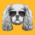 Portrait of Cavalier King Charles Spaniel with sunglasses and collar.