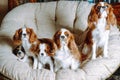 Portrait of Cavalier King Charles Spaniels family rest on chair together. Black-white doggy sleep behind reddish dogs. Royalty Free Stock Photo