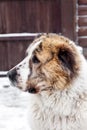 Portrait of Central Asian Shepherd Alabai Royalty Free Stock Photo