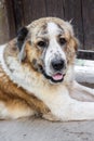 Portrait of Central Asian Shepherd Alabai Royalty Free Stock Photo