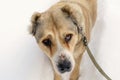 Portrait Central Asian Shepherd dog Alabai against the backdrop of white snow Royalty Free Stock Photo