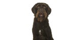 Portrait of a Cesky Fousek dog looking at the camera with mouth open on a white background