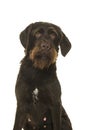 Portrait of a Cesky Fousek dog looking at the camera on a white background