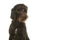 Portrait of a Cesky Fousek dog looking at the camera on a white background