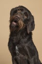 Portrait of a Cesky Fousek dog looking up with mouth open on a sand colored background