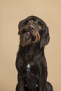 Portrait of a Cesky Fousek dog looking up on a sand colored background