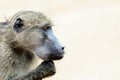 Portrait of a chacma baboon relaxing