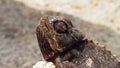 Portrait of the chameleon in Namib Desert Royalty Free Stock Photo
