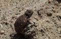 Portrait of the chameleon in Namib Desert Royalty Free Stock Photo