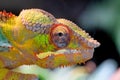 Portrait of a panter chameleon in a zoo