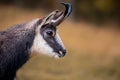 Portrait of chamois in autumn. Close-up of rupicapra rupicapra in Switzerland Royalty Free Stock Photo