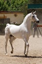 Portrait of a champion arabian stallion Royalty Free Stock Photo