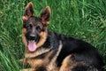 Portrait of charming black and red German Shepherd puppy lying in green grass and smiling with its tongue sticking out. Cute young Royalty Free Stock Photo