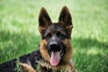 Portrait of charming black and red German Shepherd puppy lying in green grass and smiling with its tongue sticking out. Cute young Royalty Free Stock Photo