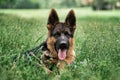 Portrait of charming black and red German Shepherd puppy lying in green grass and smiling with its tongue sticking out. Cute young Royalty Free Stock Photo