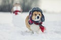 Portrait of a charming corgi dog running through the snow in a cold winter park in a warm hat with earflaps