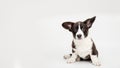 portrait of a charming cute cardigan welsh corgi puppy sitting on a white background joyful looking at the camera